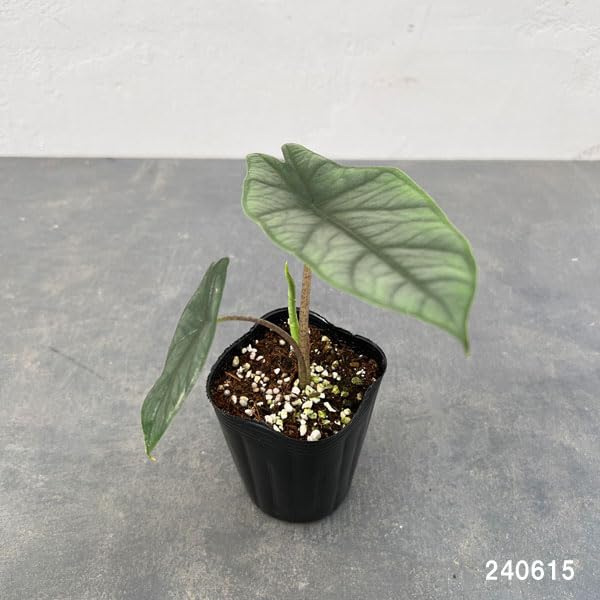 Amazon｜アロカシア：メタリックブルー 3号ポット｜観葉植物